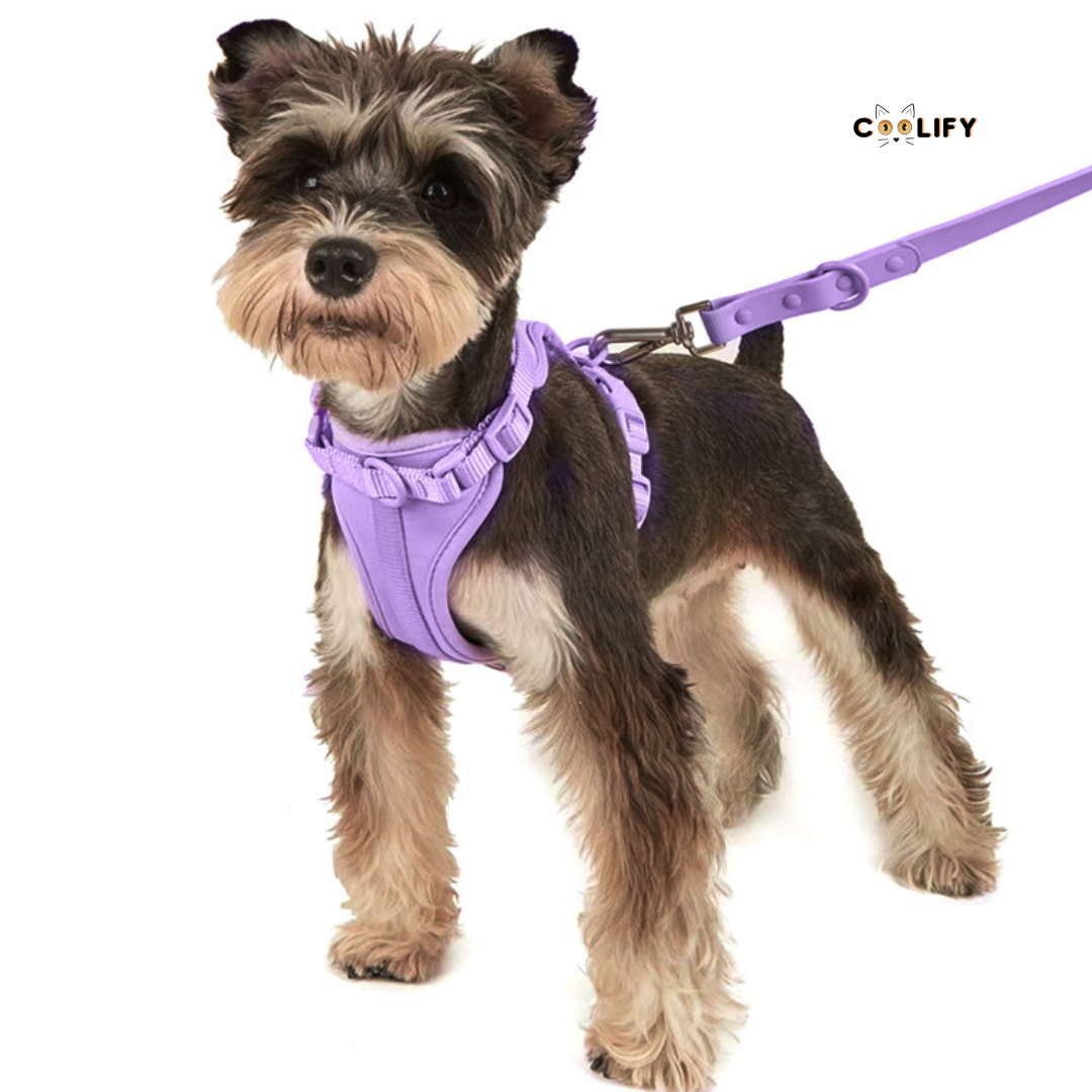Happy Walks Premium Tasma Seti