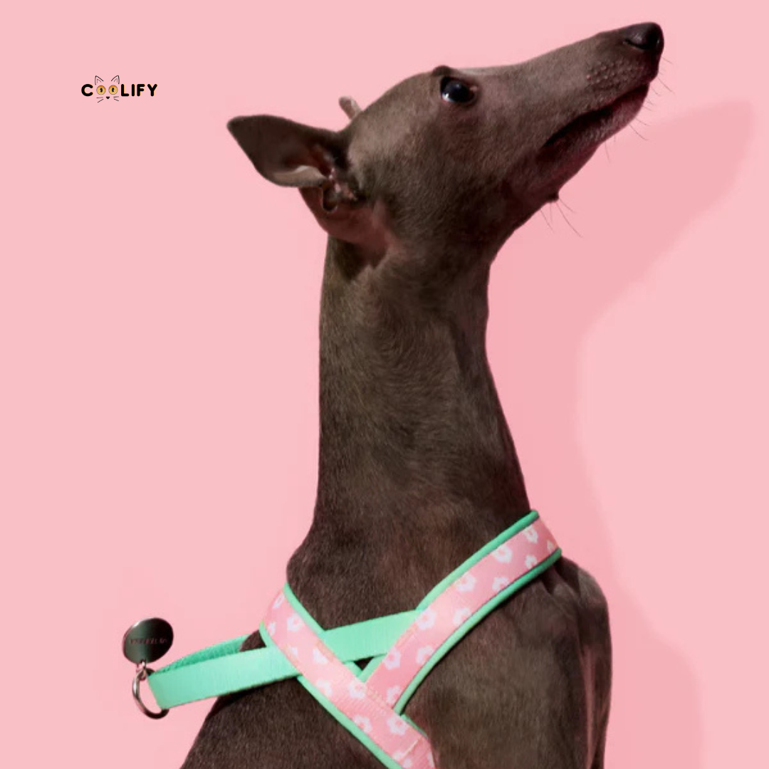 Verona Pet Walk Kit