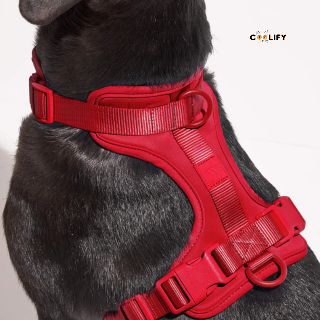 Happy Walks Premium Tasma Seti