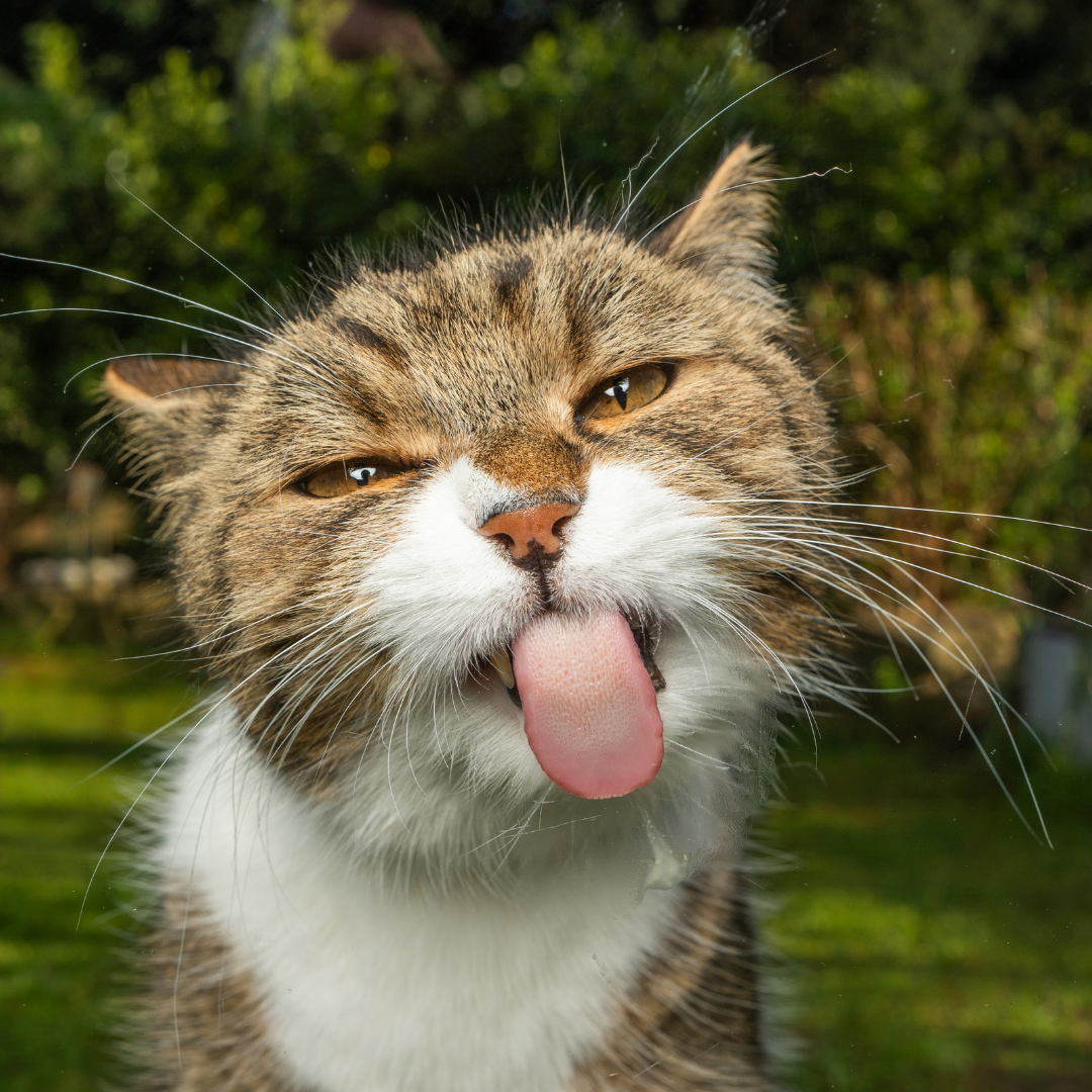 Aslında Hiçbir Zaman Kedi Sahibi Olmayacaksınız!