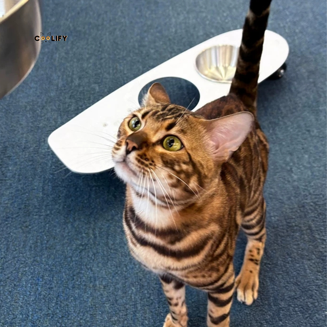 Skateboard Mama Seti