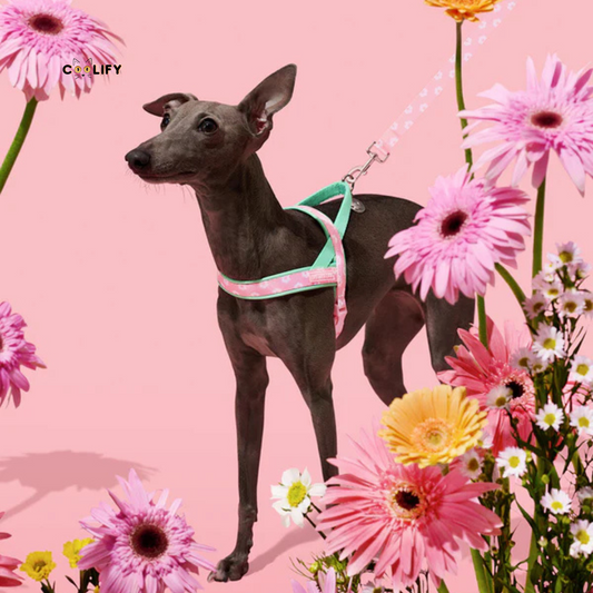 Verona Pet Walk Kit