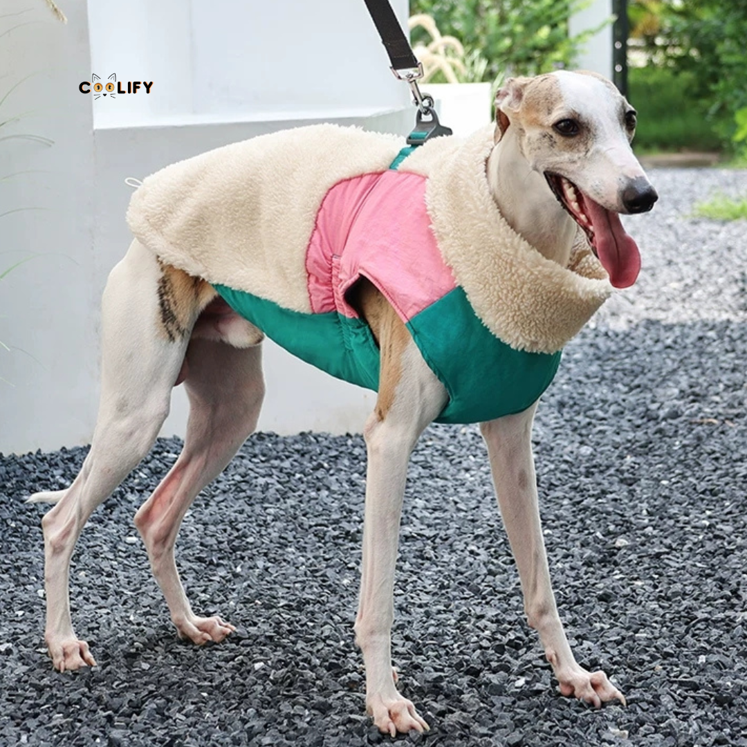 Montreal Köpek Yeleği