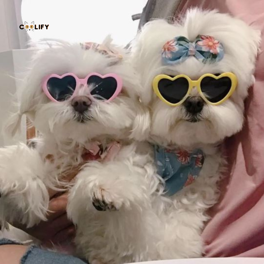 LovePaws Heart Shades