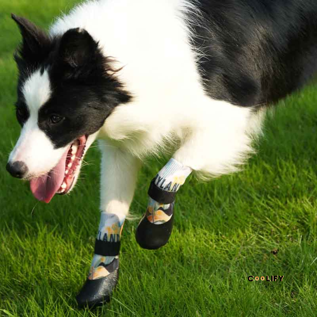 POD Özel Seri Köpek Ayakkabısı
