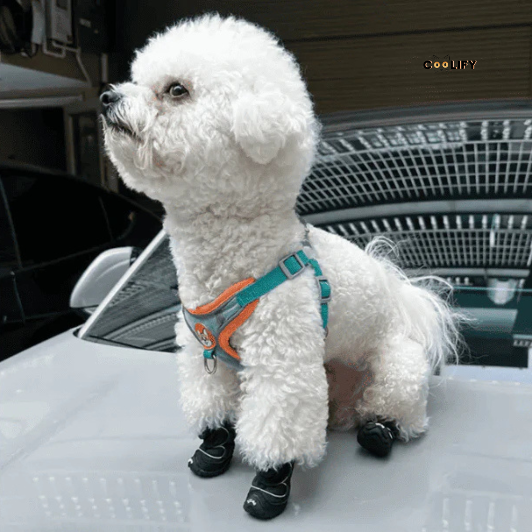 Cloudy Köpek Ayakkabıları