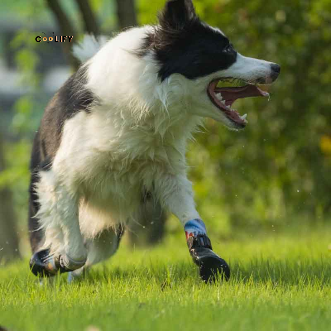 POD Özel Seri Köpek Ayakkabısı