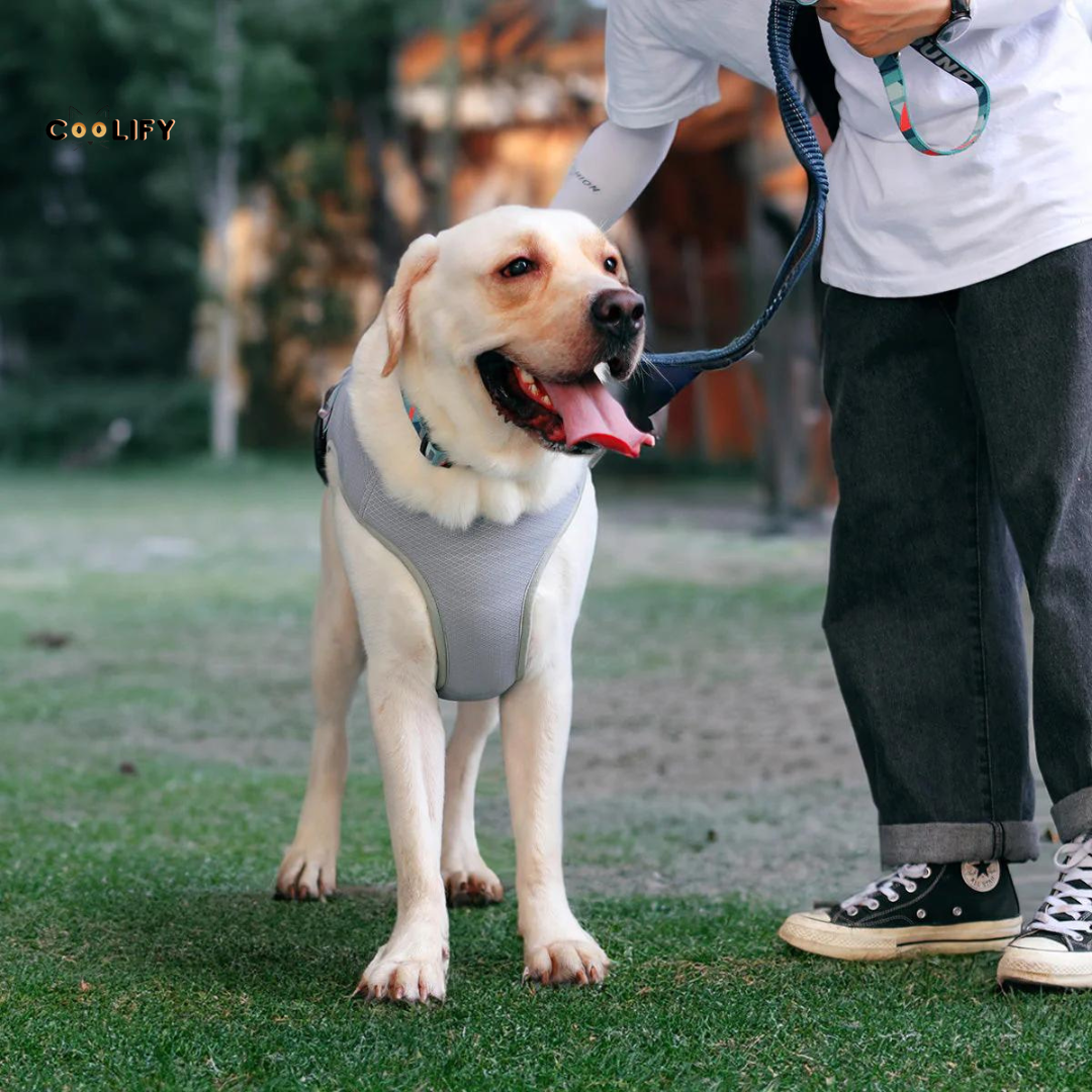 Oasis Pet Soğutucu Yelek