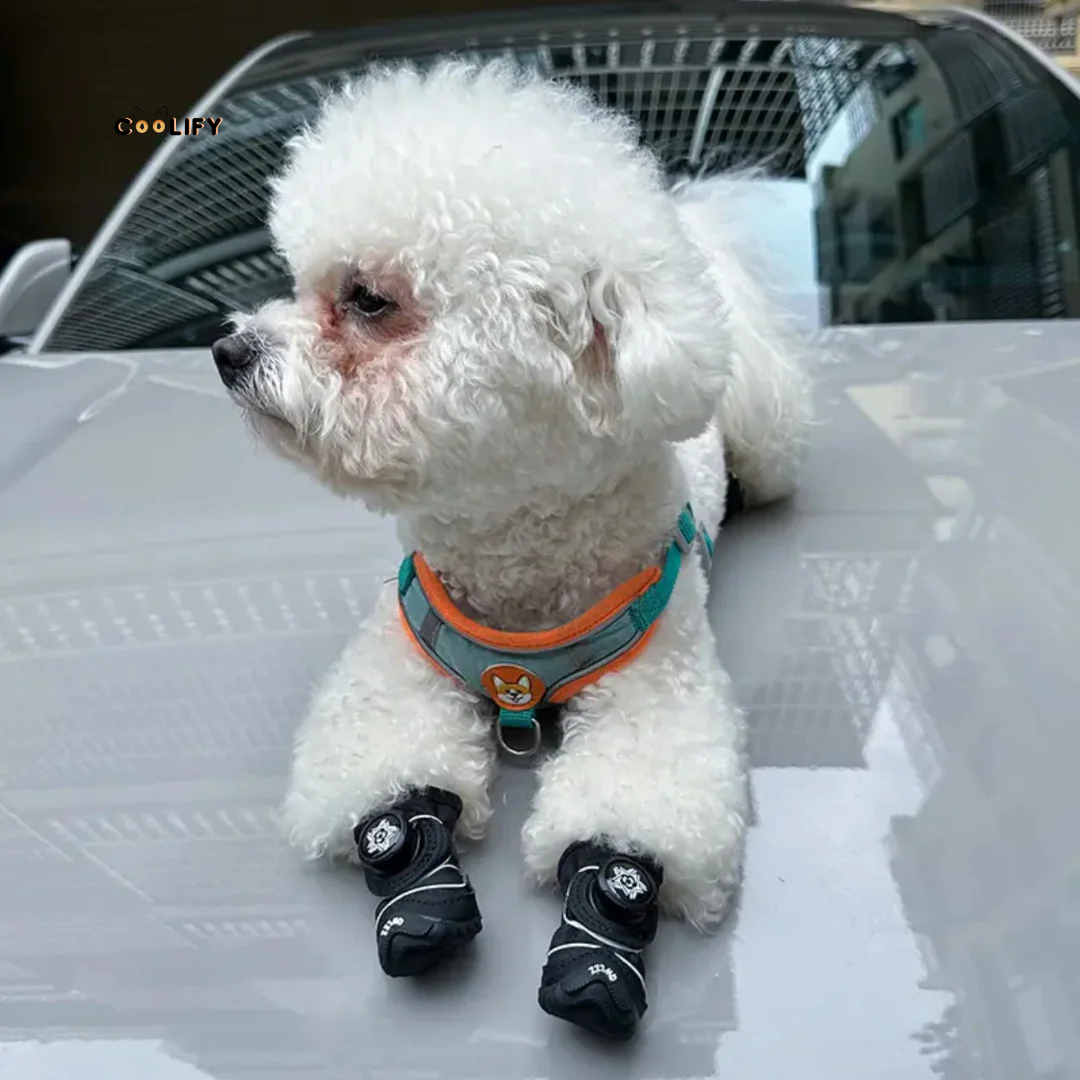 Cloudy Köpek Ayakkabıları