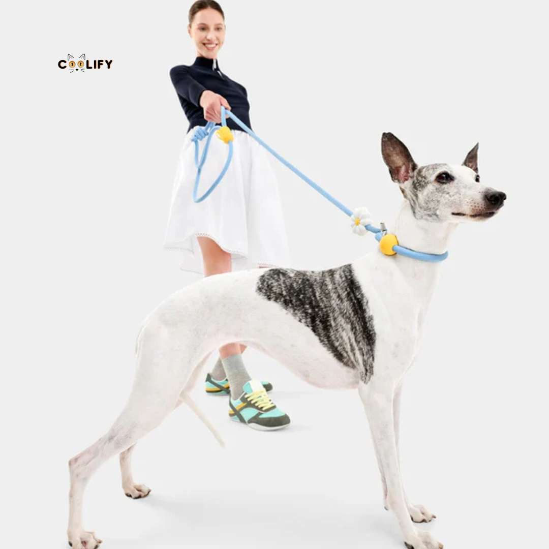 Daisy Pet Walk Kit