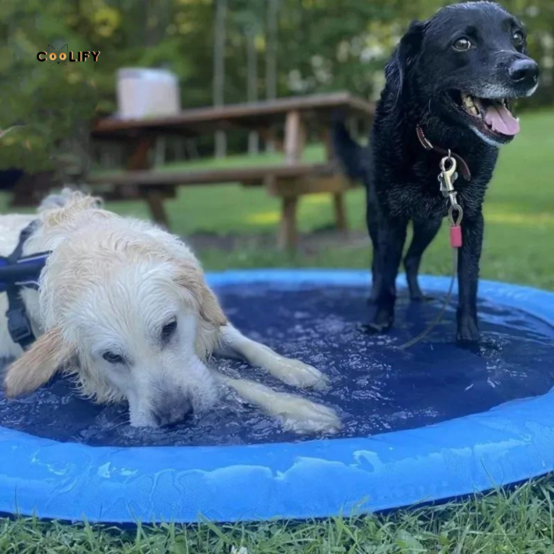 Coolify Köpek Oyun Havuzu