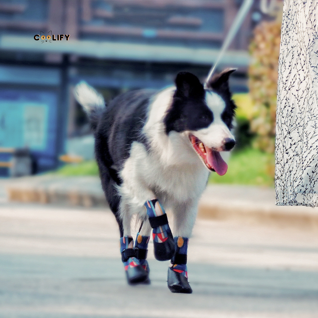 POD Özel Seri Köpek Ayakkabısı