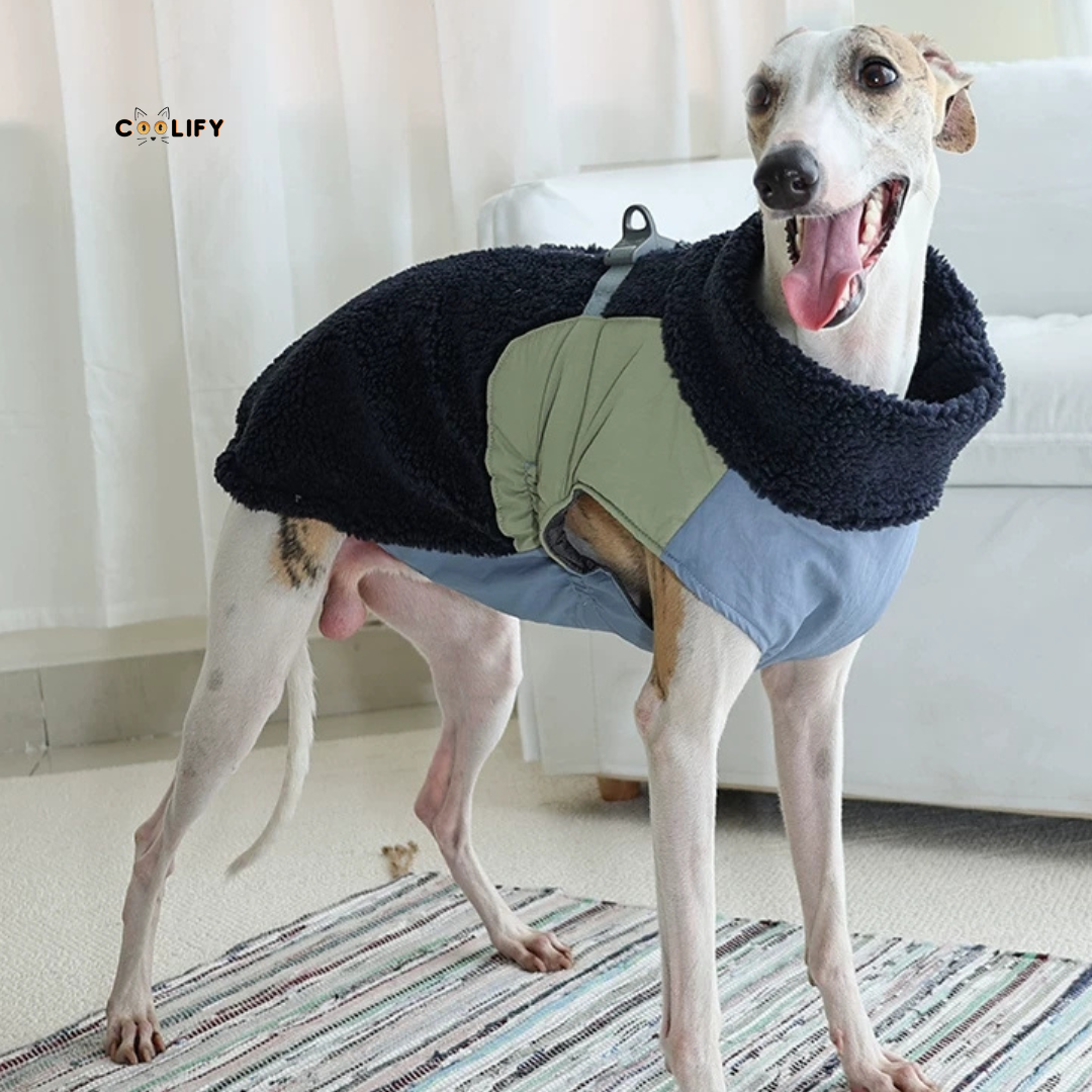 Montreal Köpek Yeleği