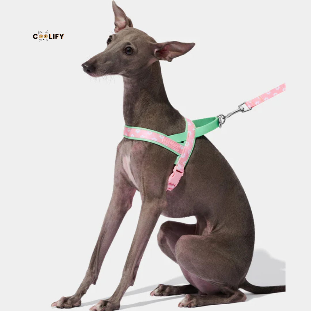 Verona Pet Walk Kit