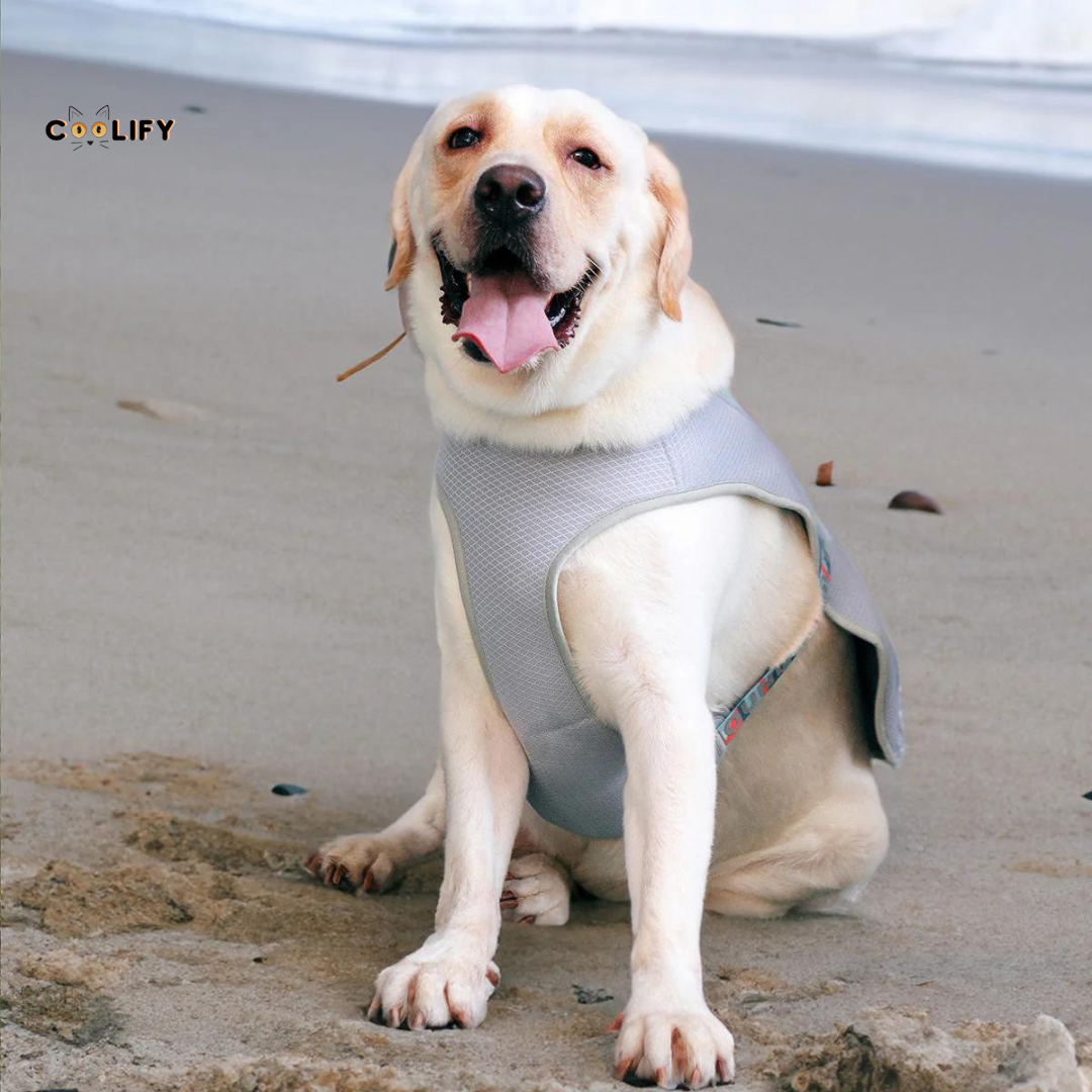 Oasis Pet Soğutucu Yelek