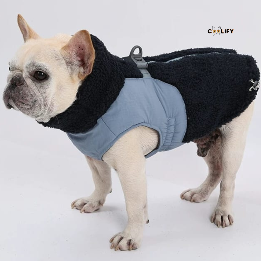 Montreal Köpek Yeleği