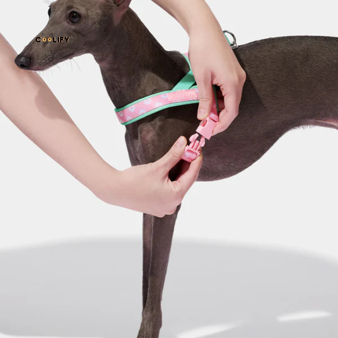 Verona Pet Walk Kit
