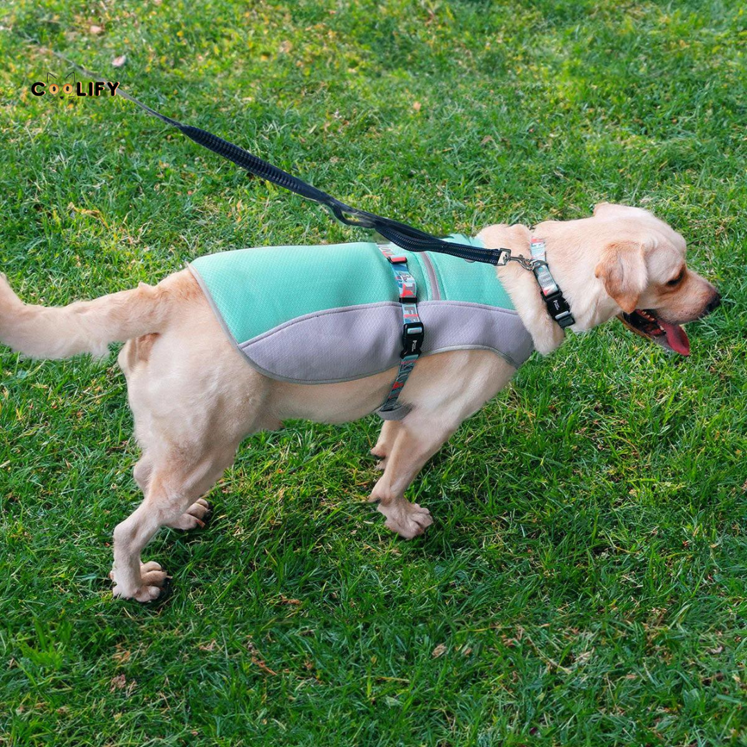 Oasis Pet Soğutucu Yelek