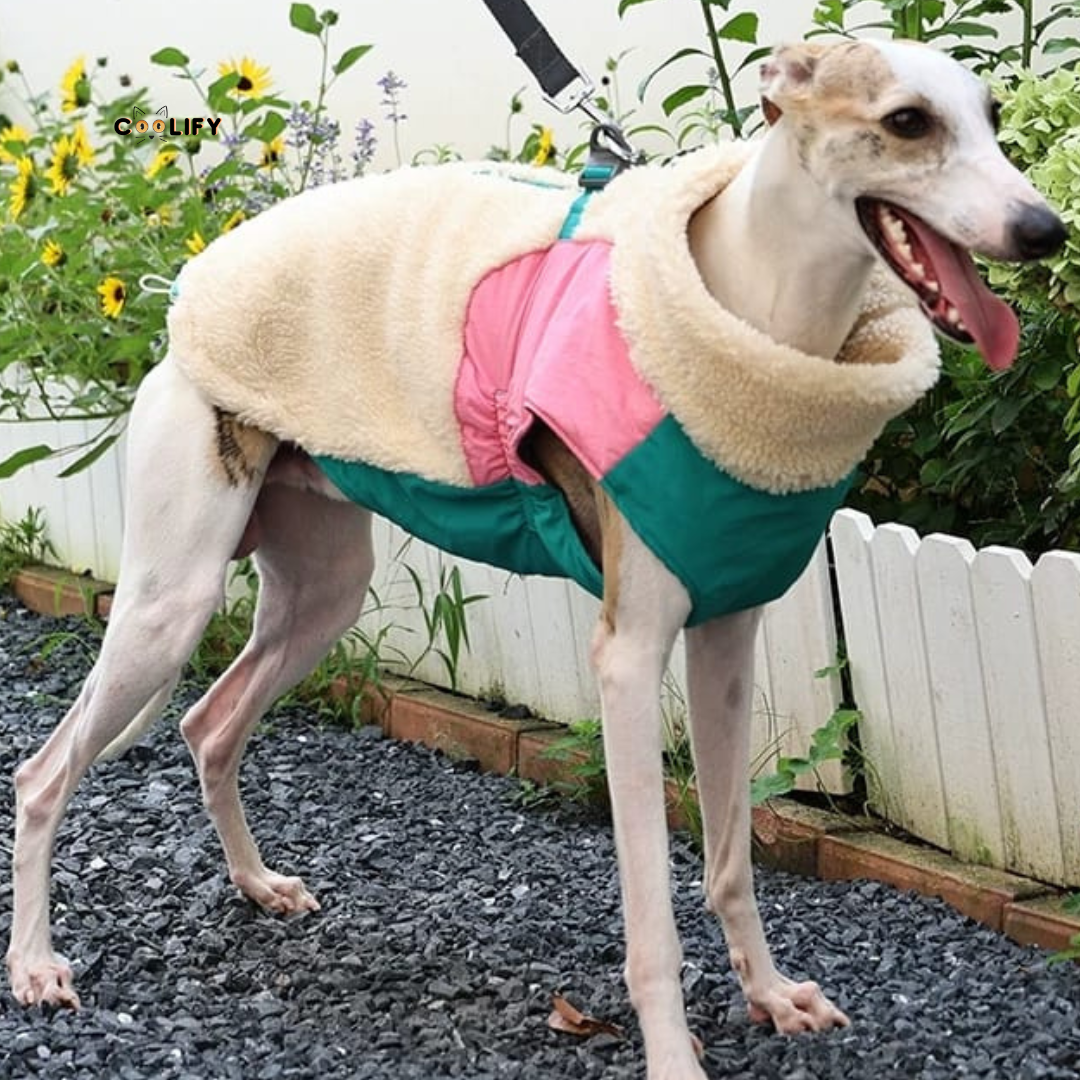 Montreal Köpek Yeleği
