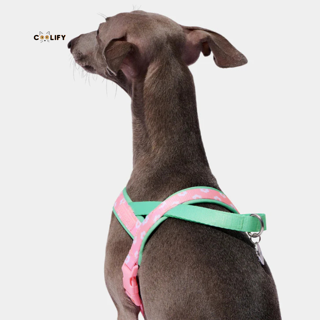 Verona Pet Walk Kit