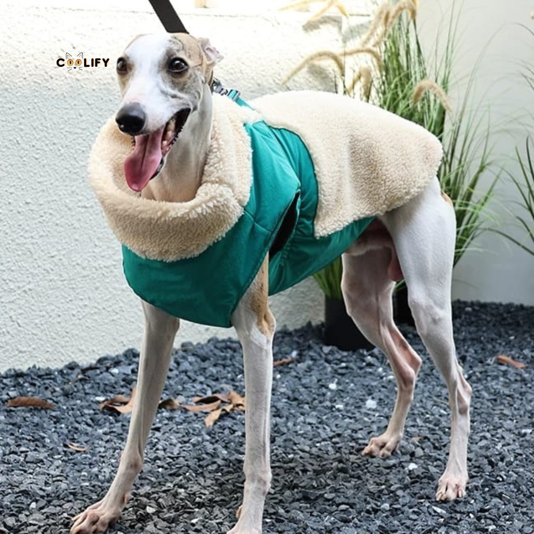 Montreal Köpek Yeleği