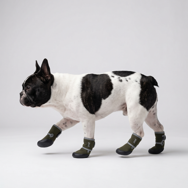 POD Köpek Ayakkabıları