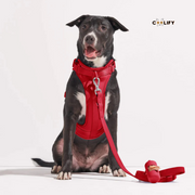 Happy Walks Premium Tasma Seti