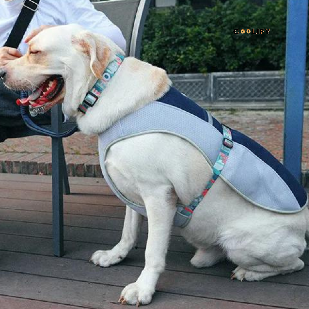 Oasis Pet Soğutucu Yelek