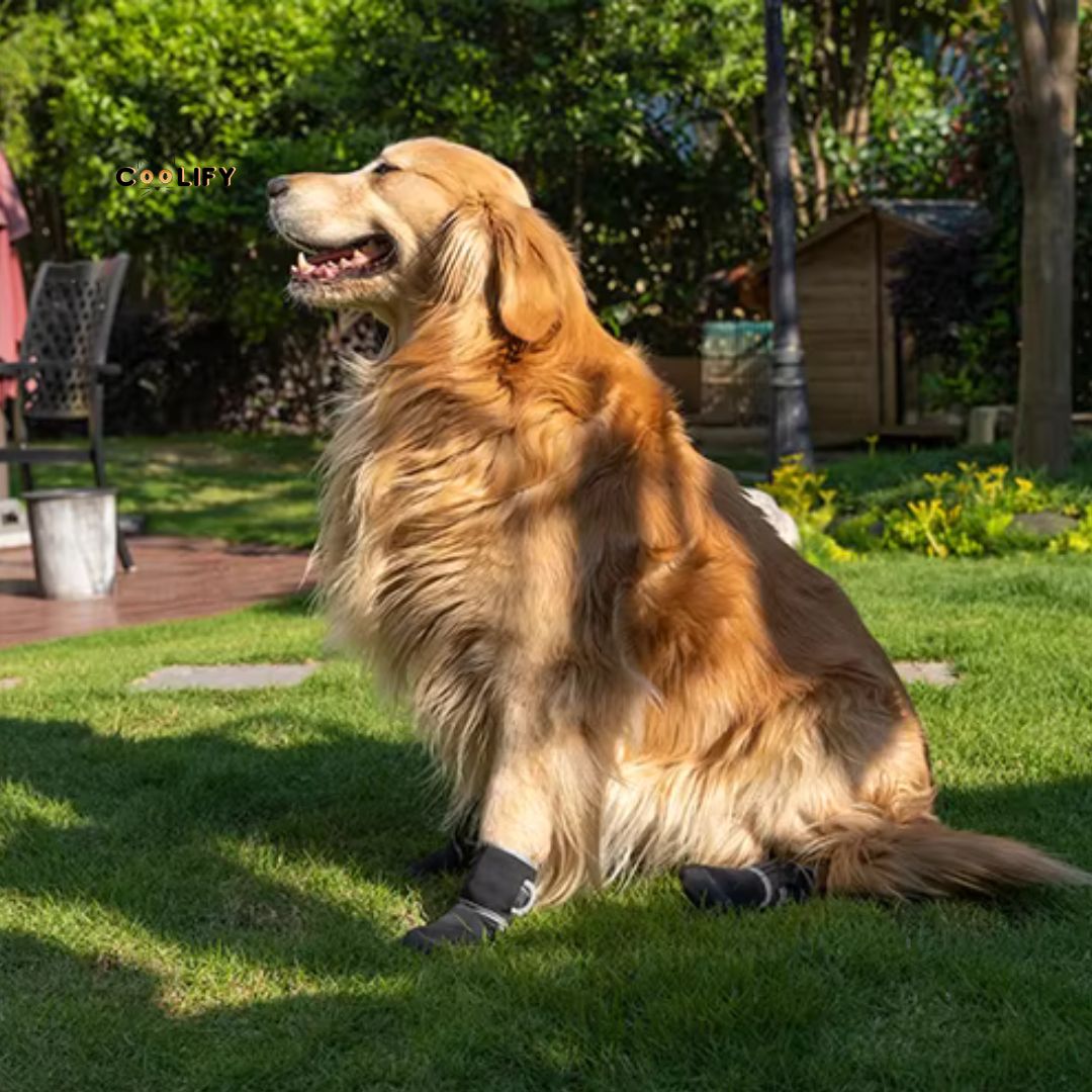POD Köpek Ayakkabıları