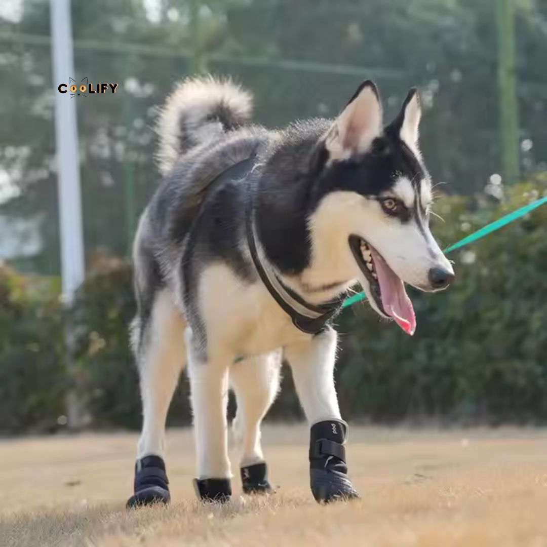 POD Köpek Ayakkabıları