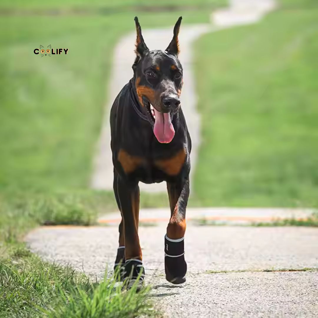 POD Köpek Ayakkabıları