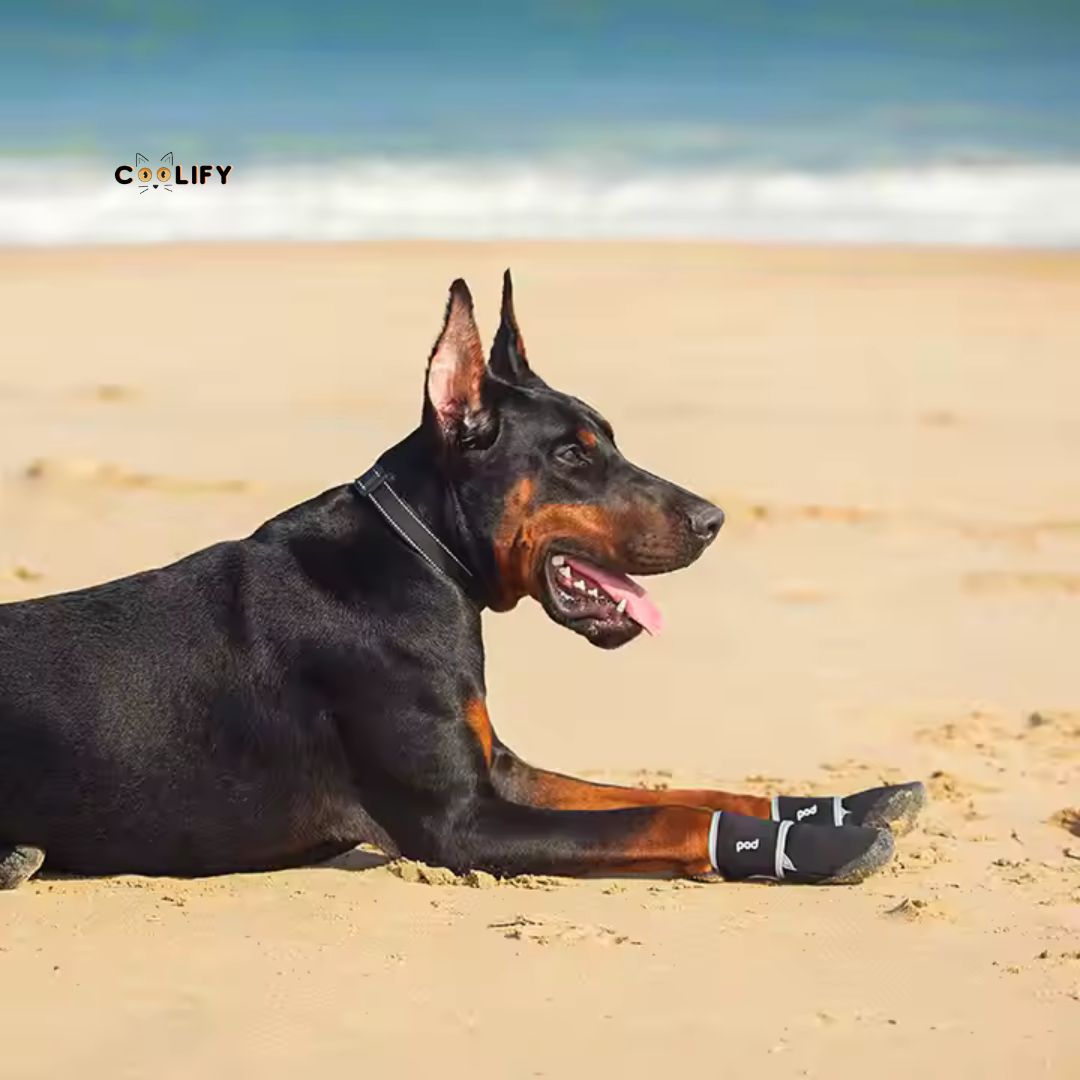 POD Köpek Ayakkabıları