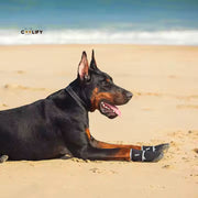 POD Köpek Ayakkabıları