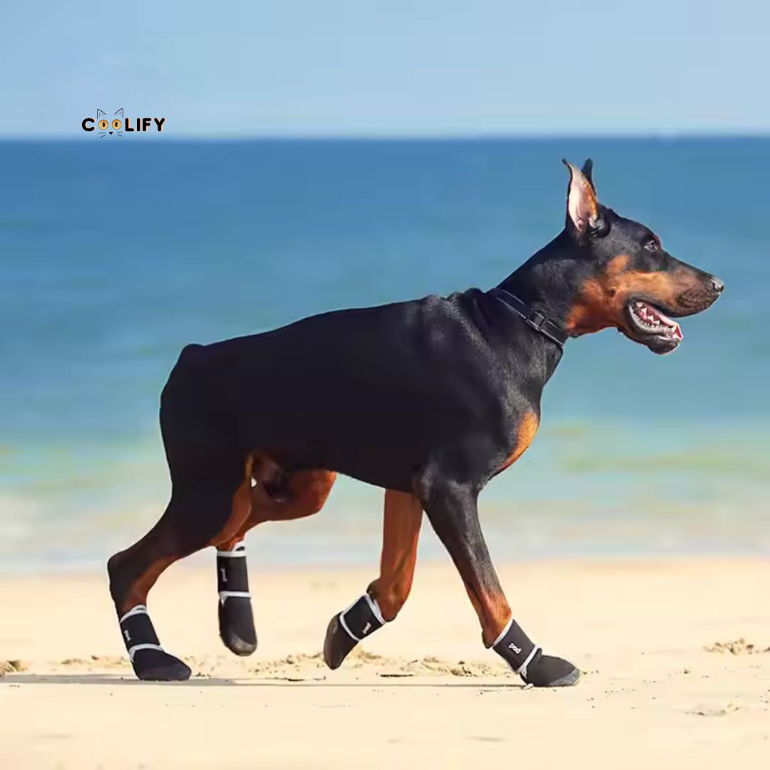 POD Köpek Ayakkabıları