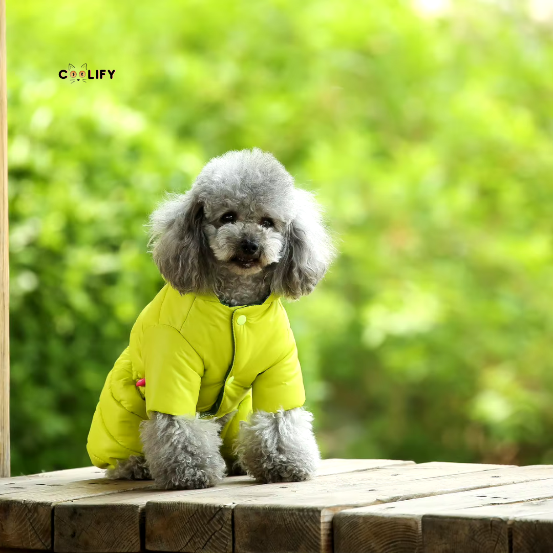 Thermo Paw Kışlık Mont